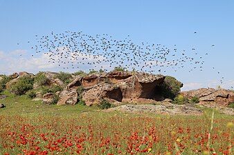 Rosy starling flock, Armenia