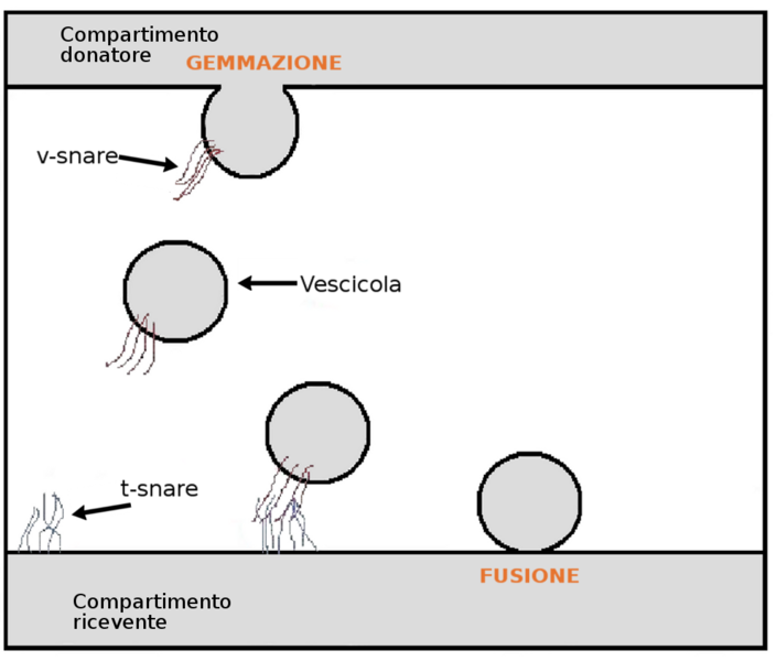 File:SNARE protein-IT.png