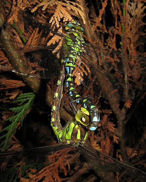 File:SOUTHERN HAWKER DRAGONFLIES.jpg