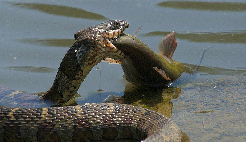 File:Snake and Fish.jpg