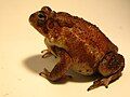 Anaxyrus terrestris