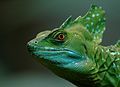 Plumed Basilisk (Basiliscus plumifrons)