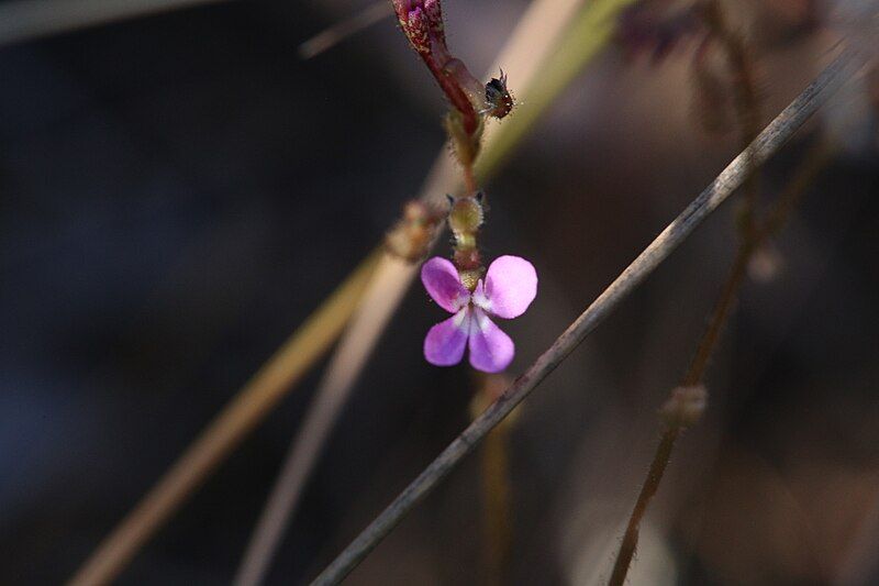 File:Stylidium leptorrhizum.jpg