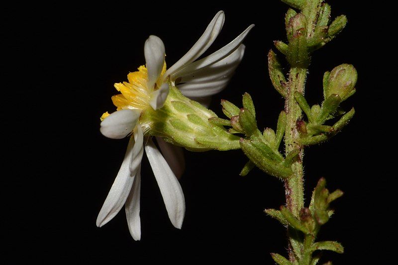 File:Symphyotrichum estesii 183195901.jpg