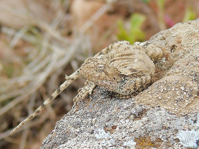 File:Trapelus ruderatus 195697725.jpg