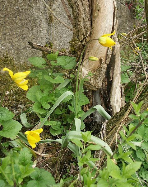 File:Tulipa sylvestris 130405.jpg