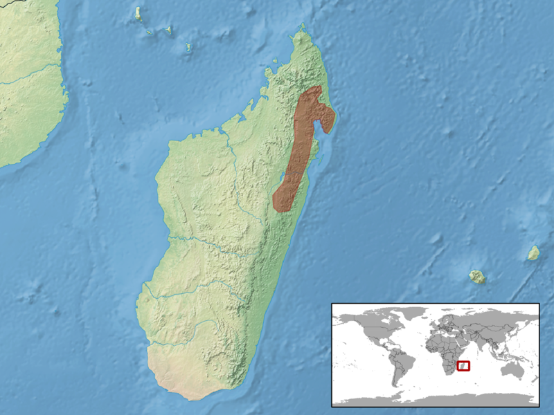 File:Uroplatus lineatus distribution.png