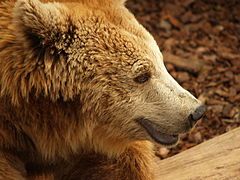 Brown bear