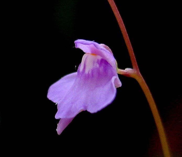 File:Utricularia amethystina.jpg