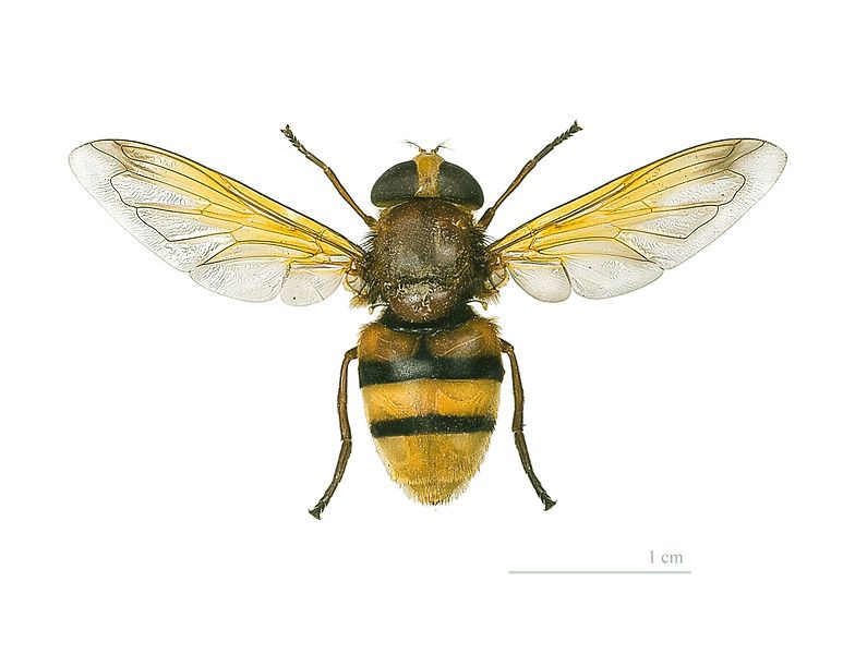 File:Volucella zonaria MHNT.jpg