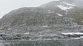 Gentoo penguin colony at southern headland of Waddington Bay