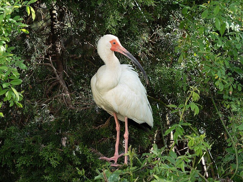 File:White ibis (10268).jpg