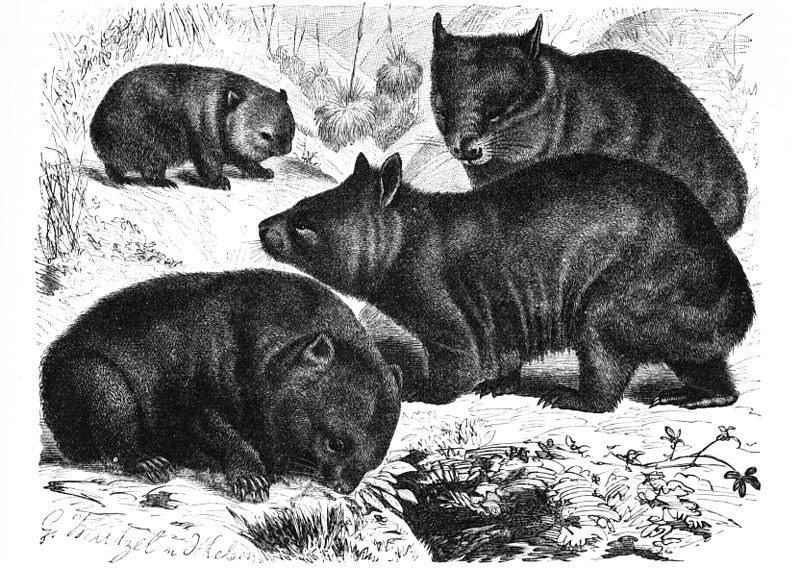 File:Wombats-drawing.jpg