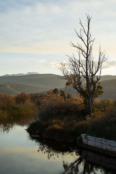 File:ΔΕΝΔΡΟ ΛΙΜΝΟΘΑΛΑΣΣΑ ΜΟΥΣΤΟΥ.jpg