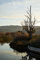 Tree at the wetland