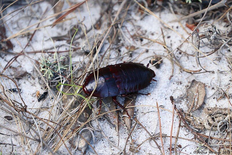 File:Adultfloridawoodcockroach.jpg