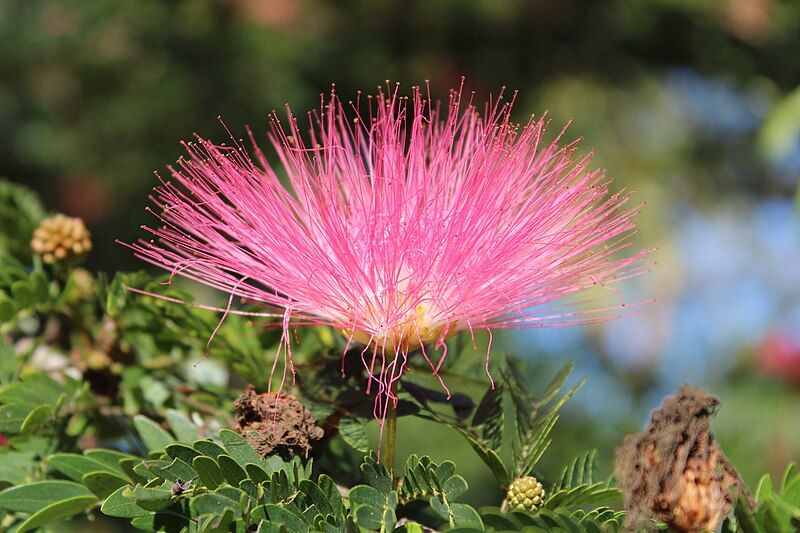 File:Albizia julibrissin flower.jpg