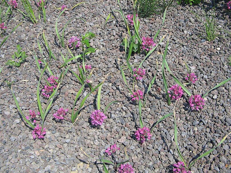 File:Allium oreophilum001.jpg