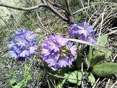 Alpine flower