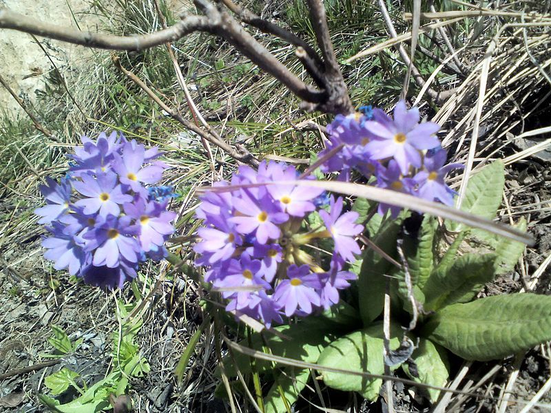 File:Alpine flower1.jpg