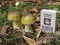 Image 21Young Amanita phalloides "death cap" mushrooms, with a matchbox for size comparison (from Mushroom)