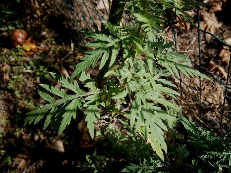 File:Ambrosia artemisiifolia leaf.jpg