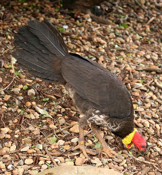 File:Australian Brush-turkey.jpg