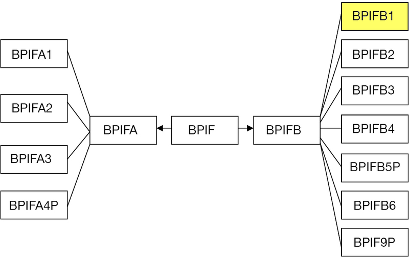 File:BPIFfamily-BPIFB1.png