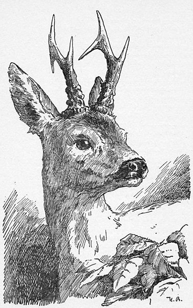 File:Bambi-Hans-Bertle.jpg