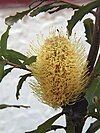 Mountain banksia inflorescence