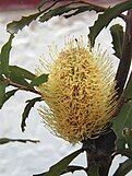 Banksia canei