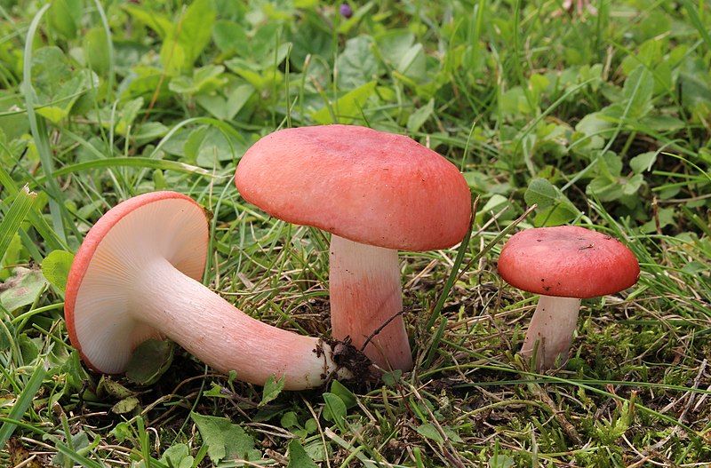 File:Blut-Täubling Russula sanguinaria.JPG