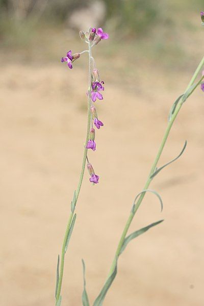 File:Boechera pulchra 8133.JPG