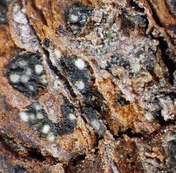 File:Botryosphaeria canker.jpg