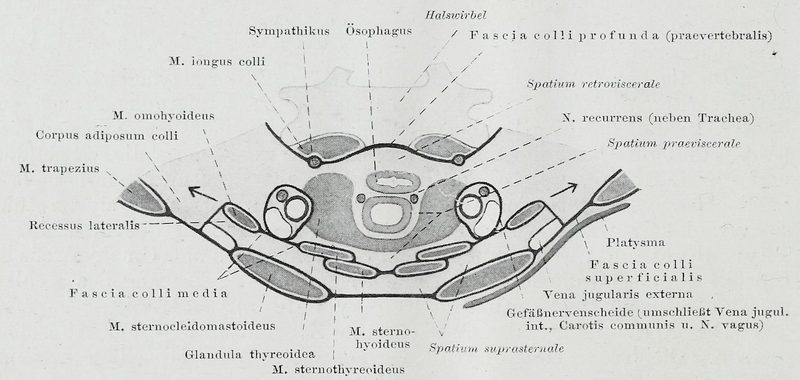 File:Braus 1921 114.png