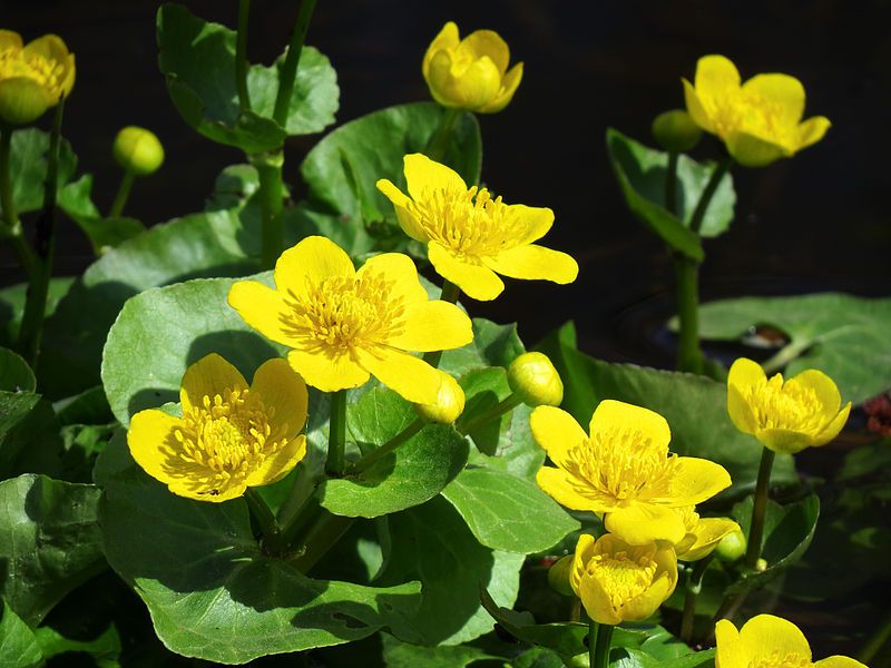 File:Caltha palustris Moshchun2.JPG