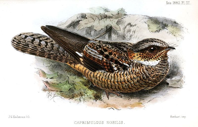 File:CaprimulgusNobilisKeulemans.jpg