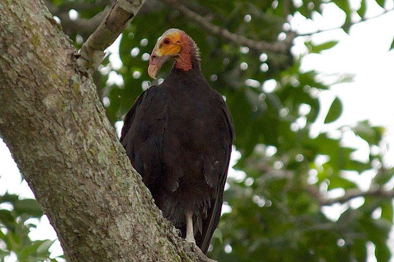 File:Cathartes burrovianus -Panama-8.jpg