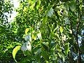 Celtis australis young fruits