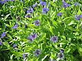 Centaurea montana clump