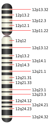 File:Chromosome 12.svg