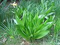 Colchicum byzantinum leaves