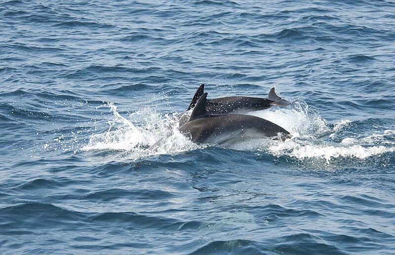 File:Common Dolphins, Gibraltar.jpg