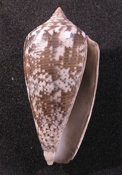 File:Conus monachus 003.jpg