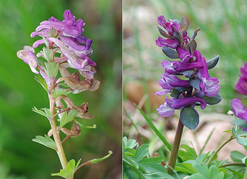 File:CorydalisSolida+Cava.jpg