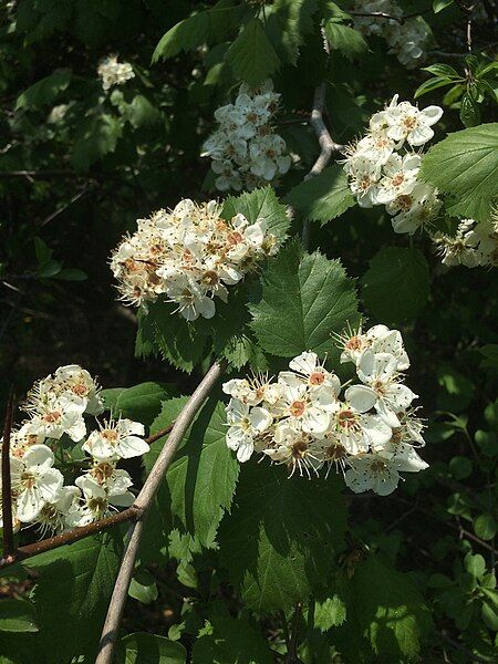 File:Crataegus coccinioides 130520541.jpg