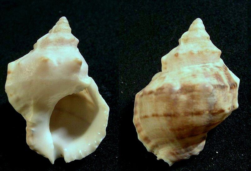 File:Crossata ventricosa 001.jpg