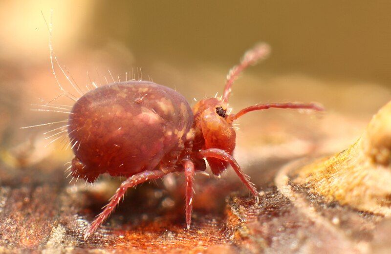 File:Dicyrtoma fusca (8193671117).jpg