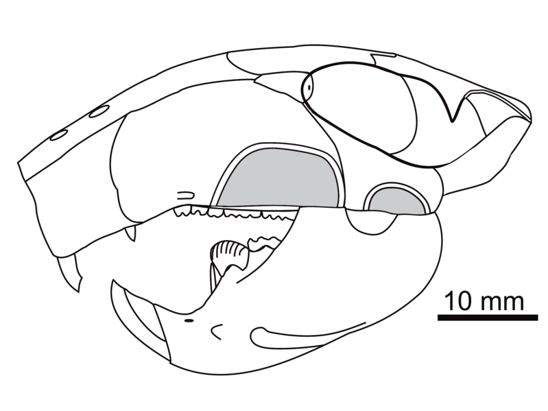 File:Djadochtatherium.png