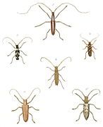 Longhorn beetles